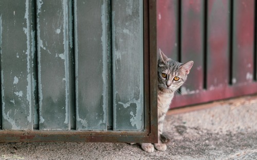 Computer Desktop Wallpapers Collection. www.cwer.ru