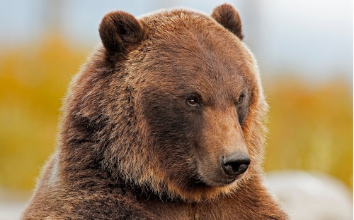 Computer Desktop Wallpapers Collection. www.cwer.ru