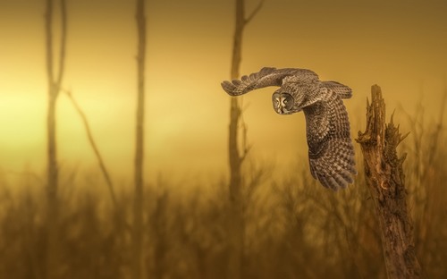 Computer Desktop Wallpapers Collection. www.cwer.ru