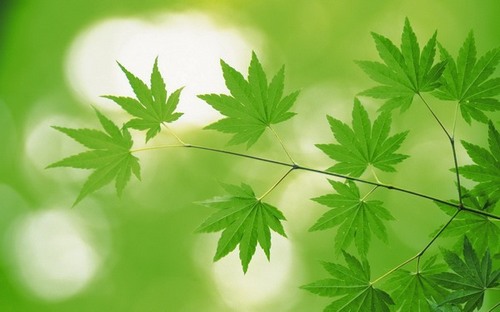 Computer Desktop Wallpapers Collection. www.cwer.ru