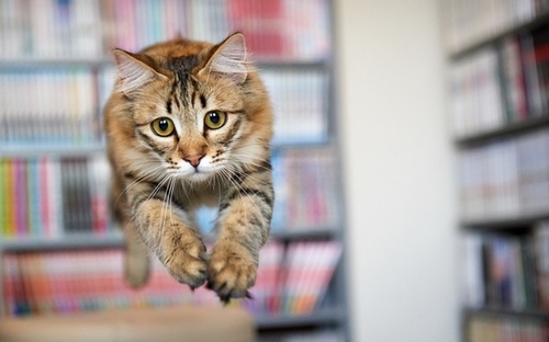 Computer Desktop Wallpapers Collection. www.cwer.ru