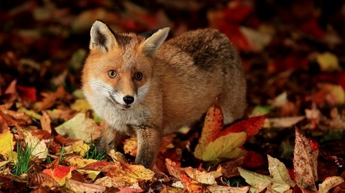 Computer Desktop Wallpapers Collection. www.cwer.ru