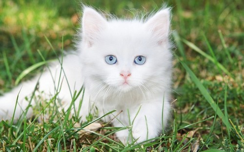 Computer Desktop Wallpapers Collection. www.cwer.ru