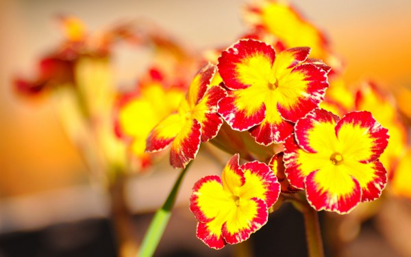 New Mixed HD Wallpapers Pack 280